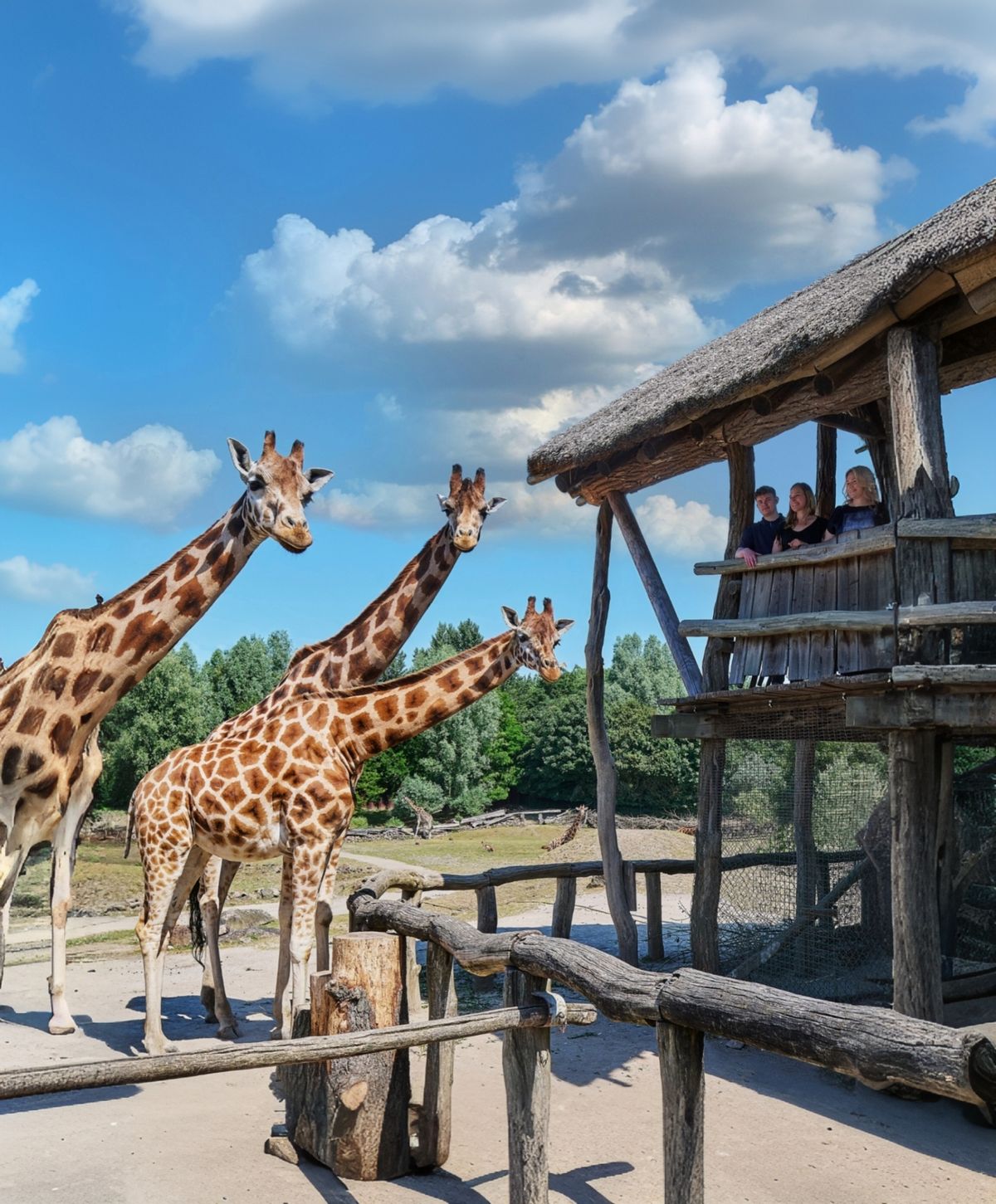 Welttag der Giraffe