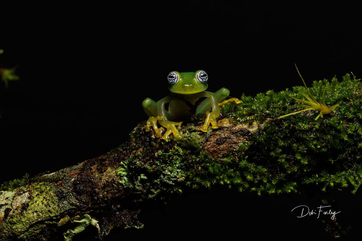 Forest Photo Club - Costa Rica 