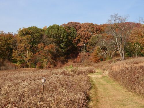 Fire for Flora: Controlled Burns in Meadow Management (Science Series Lecture) 