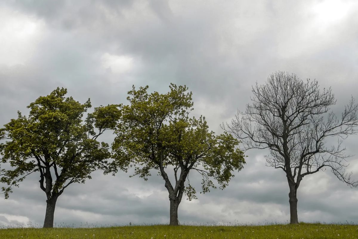 Lesesirkel: Should trees have standing? 