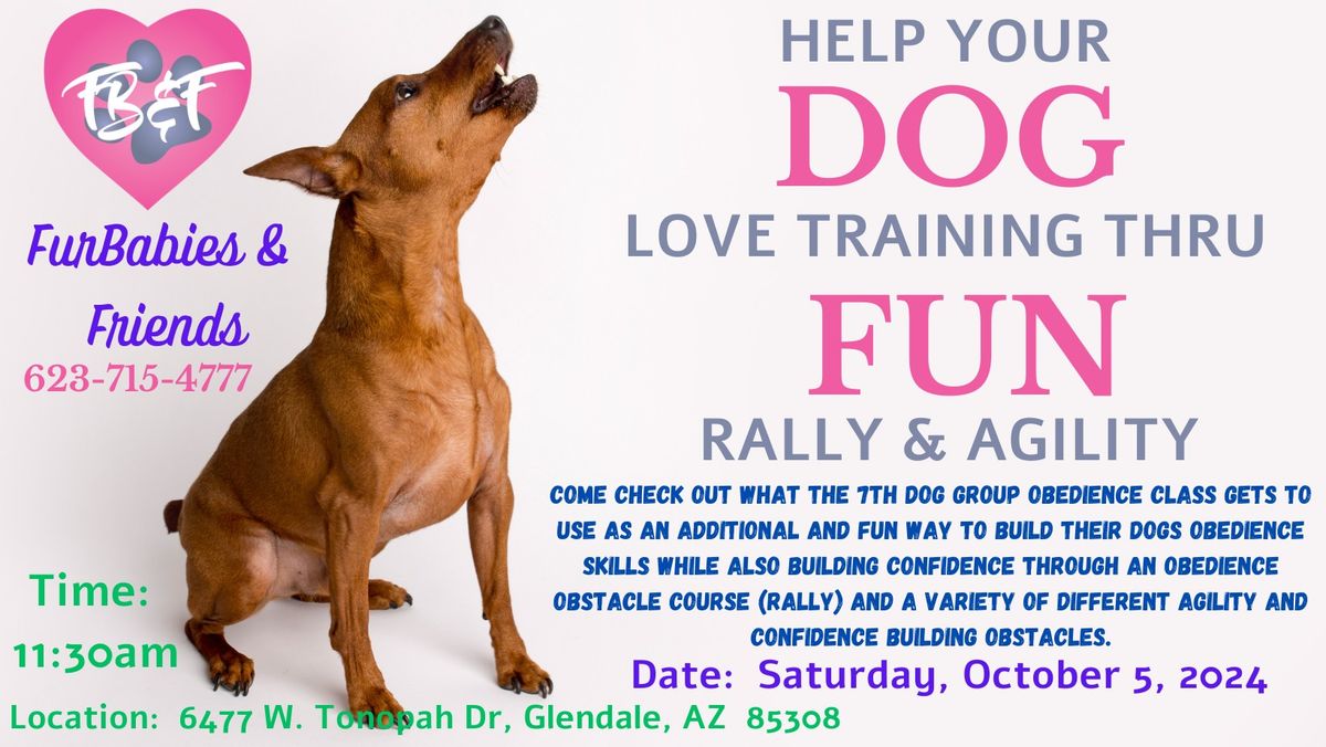 Build Your Dogs Obedience  & Confidence Through An Obedience Obstacle & Agility Course 