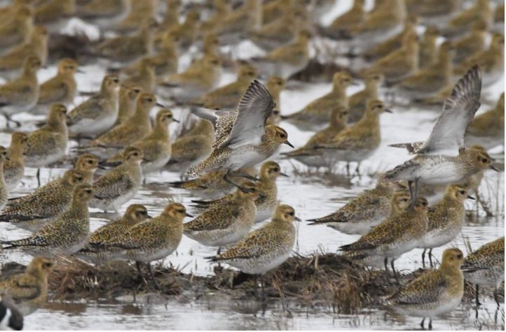 Bird Migration at SSCP with Michael Blencowe