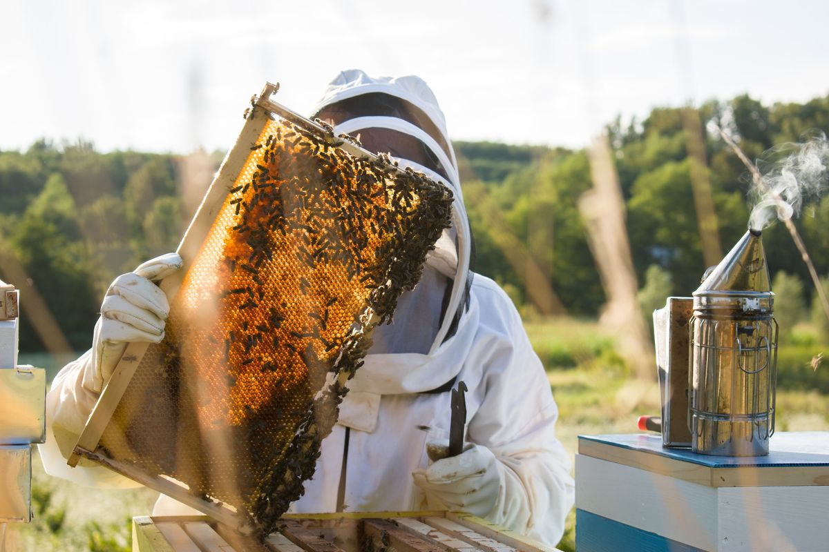 FREE Class! Beekeeping for Prospective Beginners Q&A