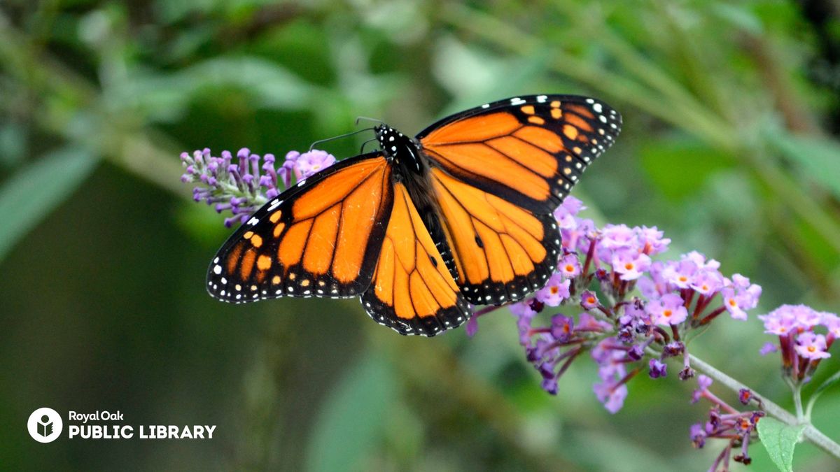 All About Butterfly Gardens!