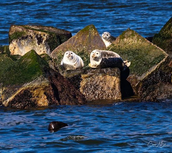 Seal Watching Tours