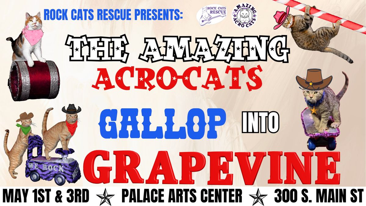 The Amazing Acro-Cats Gallop into Grapevine!