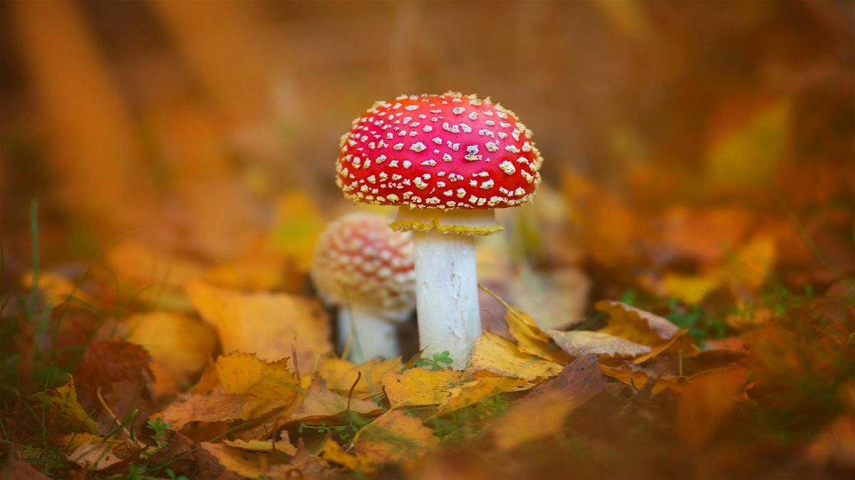 Roving Rangers Fungi Walk at Hem Heath