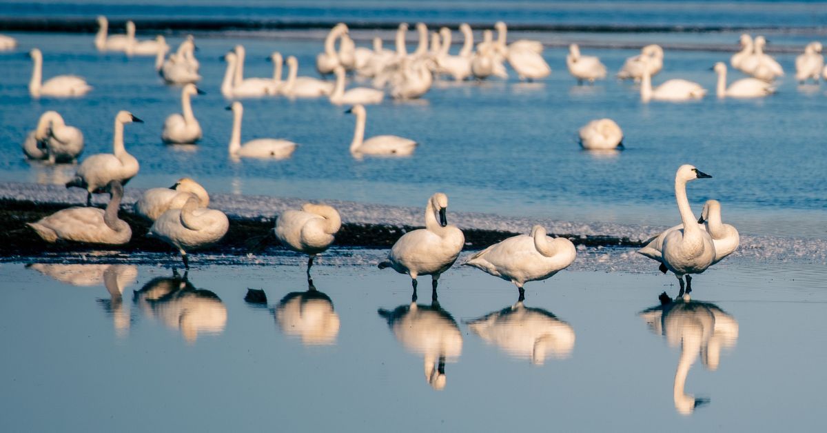 Tundra Swans Nature Walk