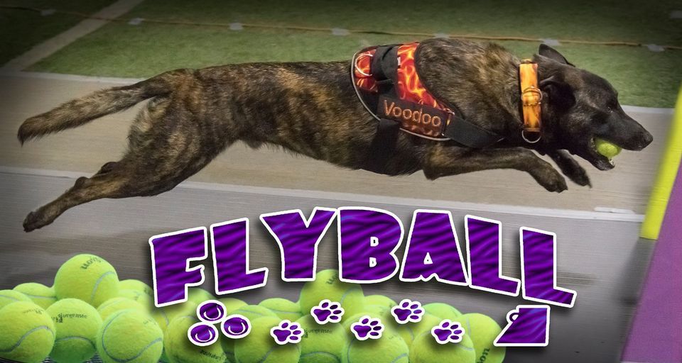 Flyball Tournament!