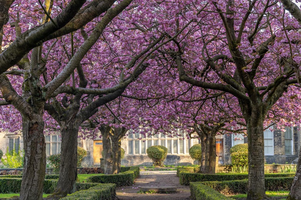 Cherry Blossom Festival at Bolling Hall 2025