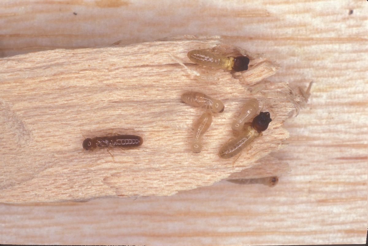 Termite Masters with optional state exam, April 9-10, 2025