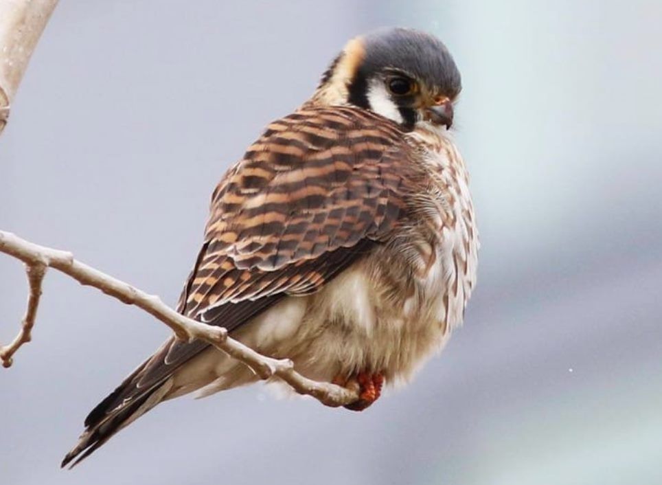 Winter Birding with Red Oaks Birding Club