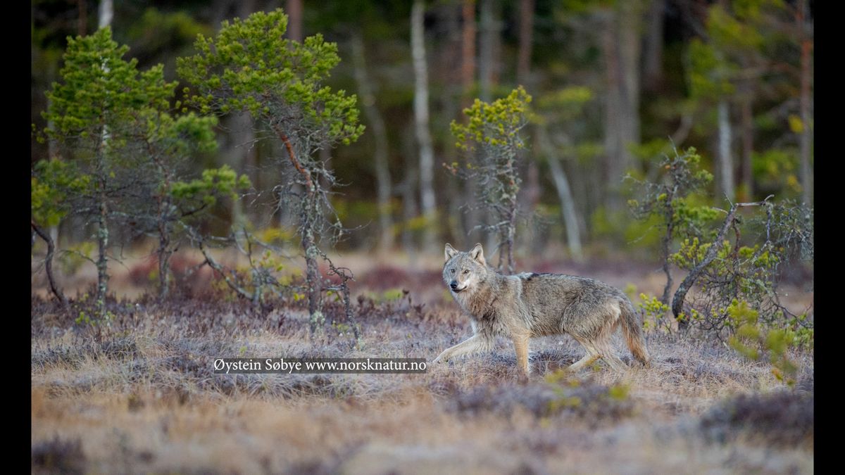 \u00d8stmarka-ulvene p\u00e5 bl\u00e5 resept p\u00e5 Skullerudstua i \u00d8stmarka