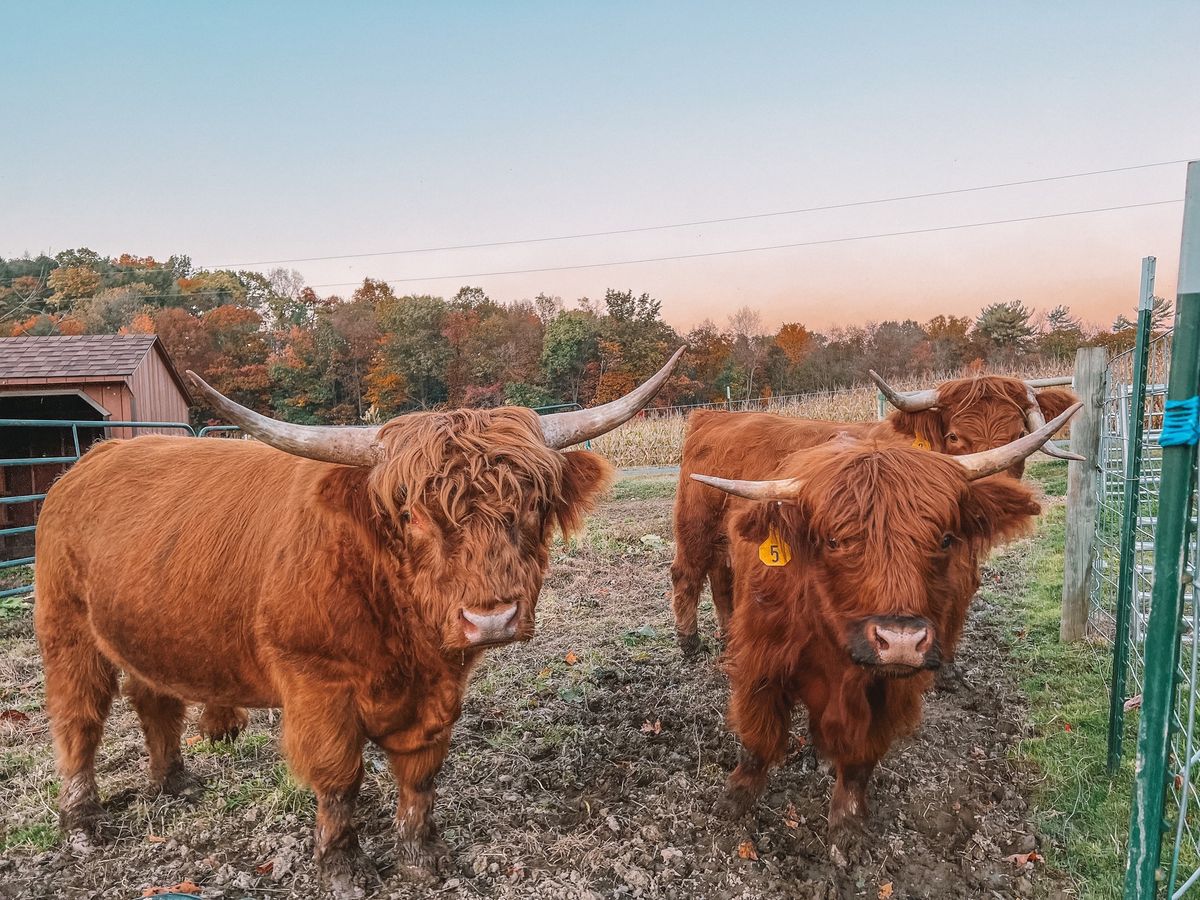 Fall Fest - Hayrides - Highland Cows - Petting Zoo