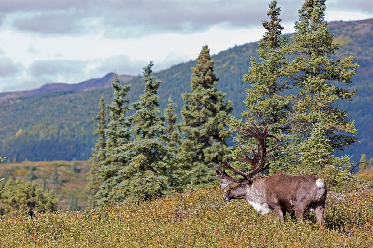 Caribou