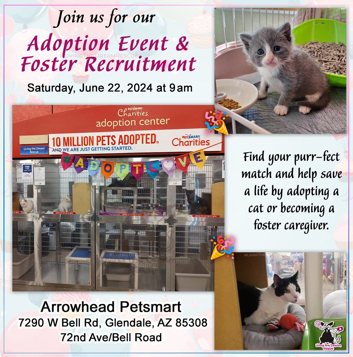 Kitten Dream Adoption and Foster Event