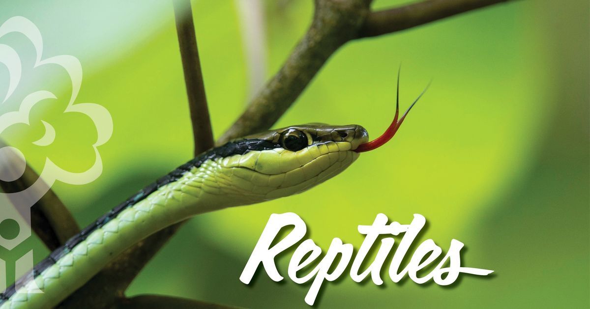 Reptiles (for ages 3-6)