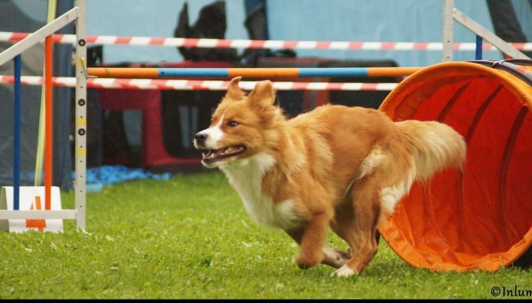 3 Tage B\u00fchlertal-Agility-Turnier 