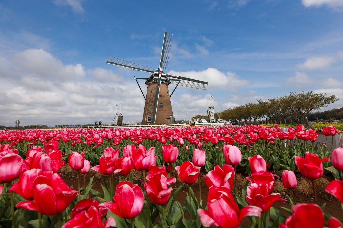 Tulip Time: Holland Michiagan