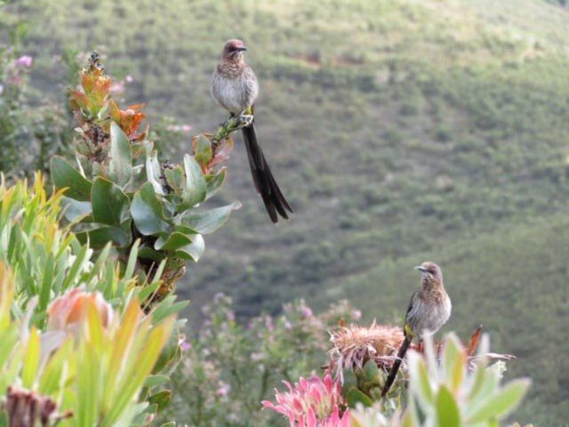 Bird Walk