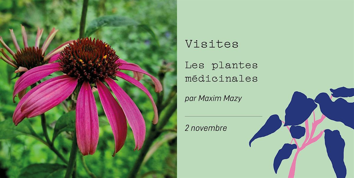 Les plantes m\u00e9dicinales