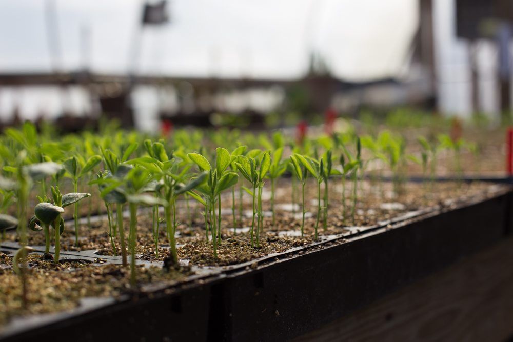 Seed Starting