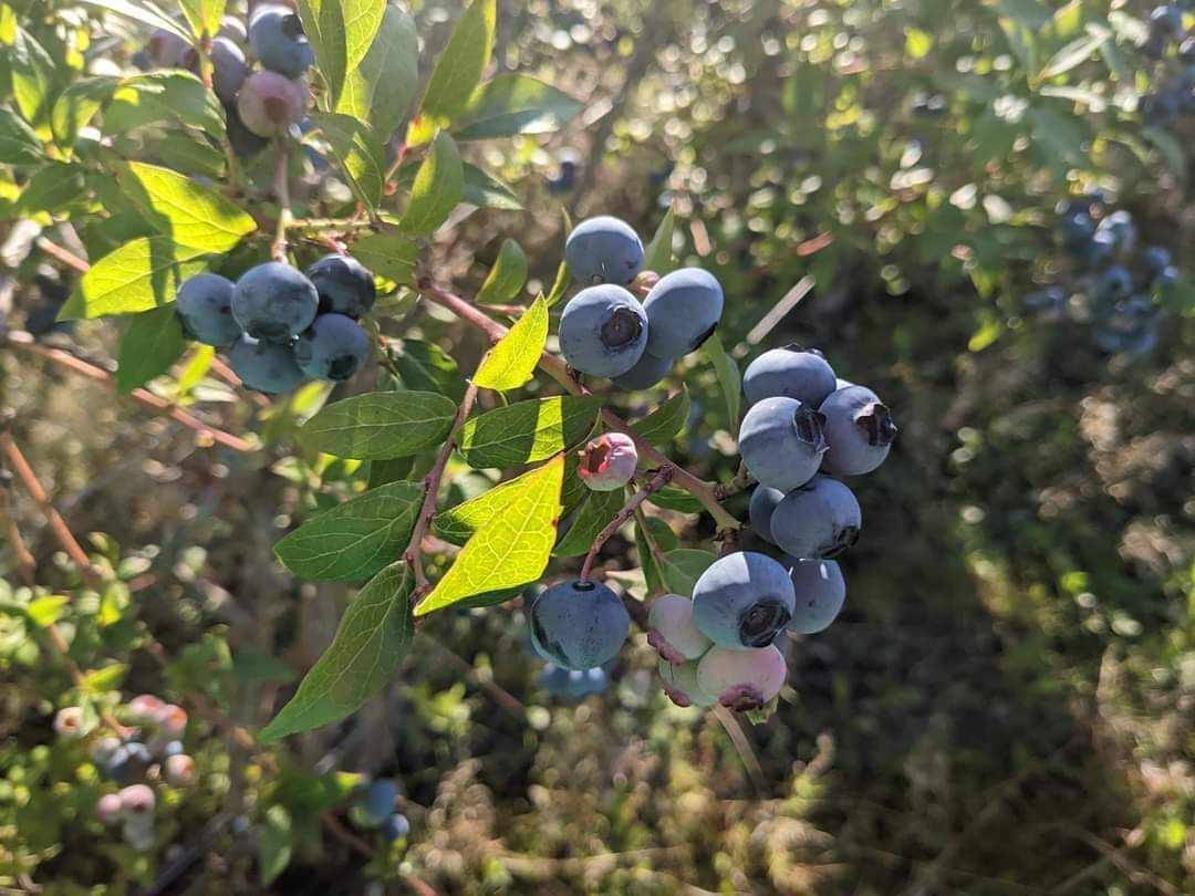 Pick Your Own Blueberries