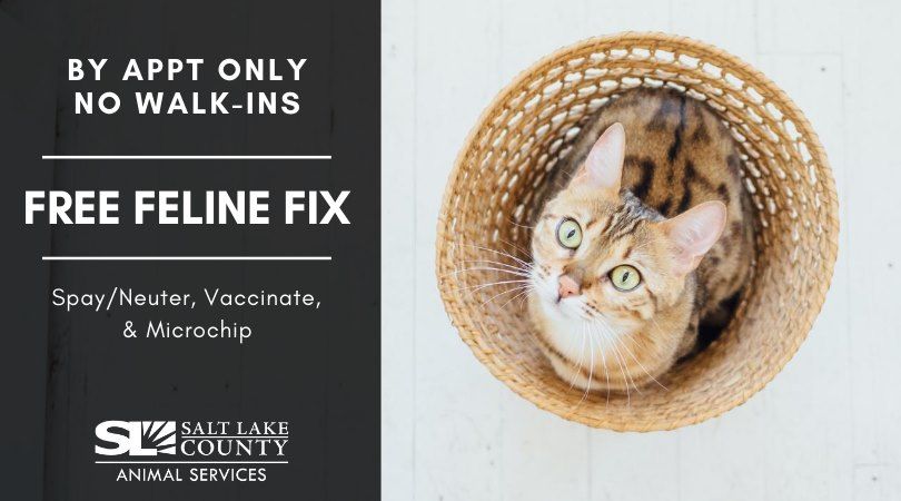 Free Feline Fix - September 19th