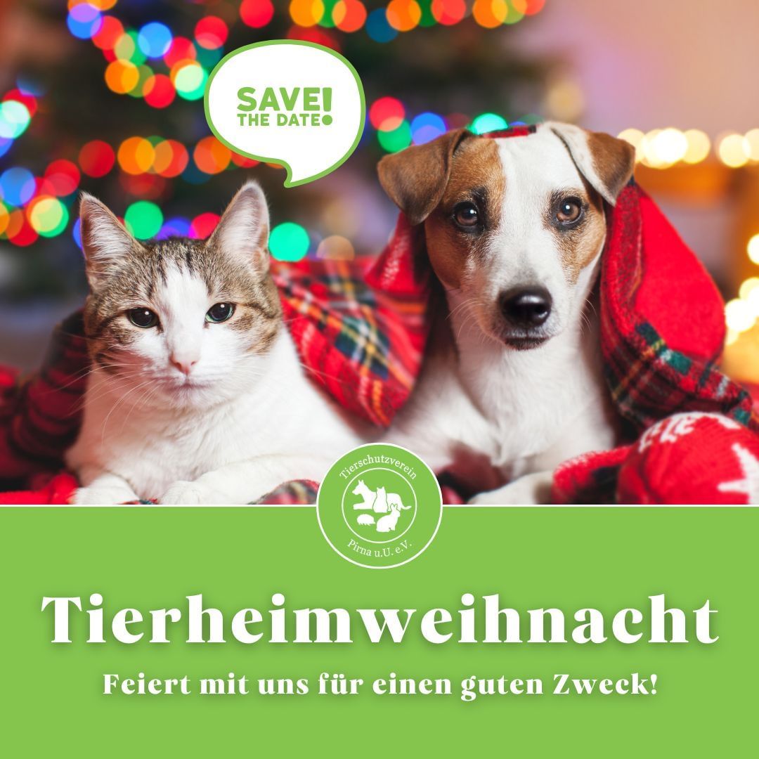 Tierheimweihnacht