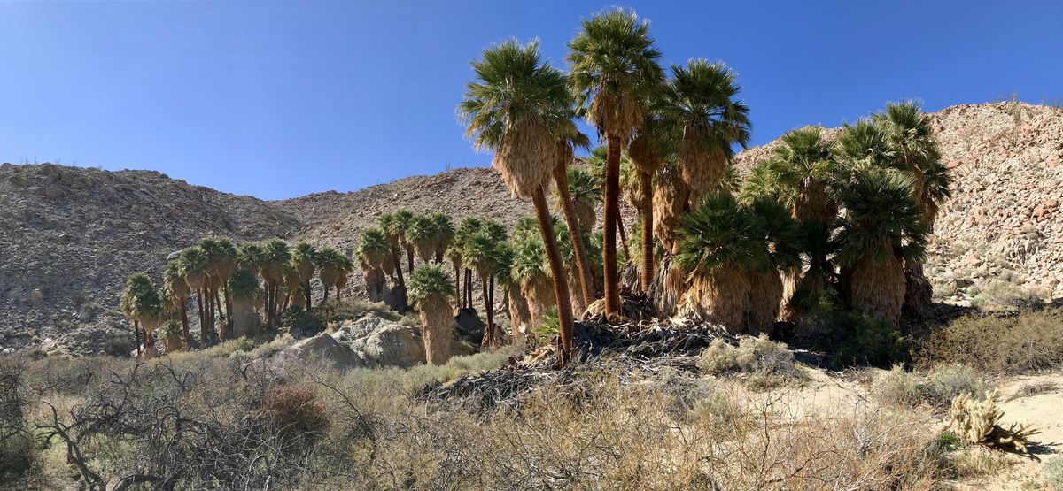 Edible & Medicinal Plants of SoCal: Sonoran Desert (Palm Springs)