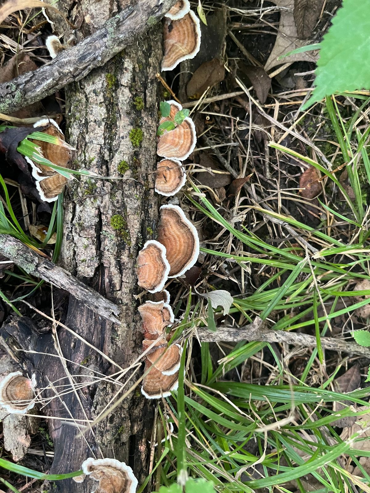 Wild Edible Plant Walk 