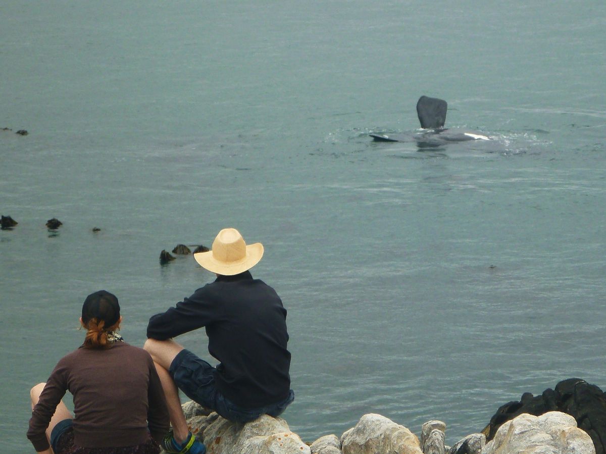 Bumper Whale Season A Trail Space has opened up for a group booking. Visit www.perlemoentrail.co.za