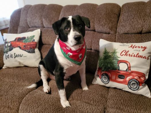 Christmas Parade Kernersville Nc 2022 Kernersville Christmas Parade, Town Of Kernersville, North Carolina, 5  December 2021