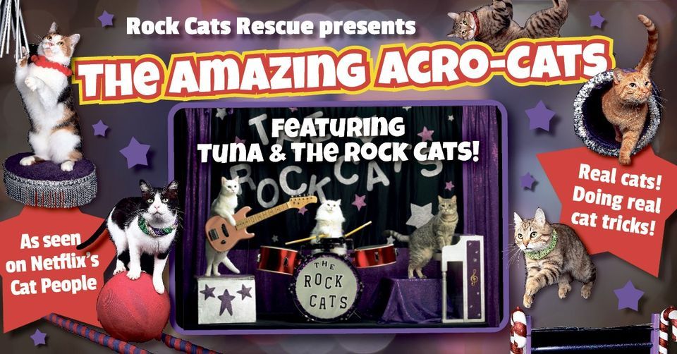 The Amazing Acro-Cats Thunder Into Denver!