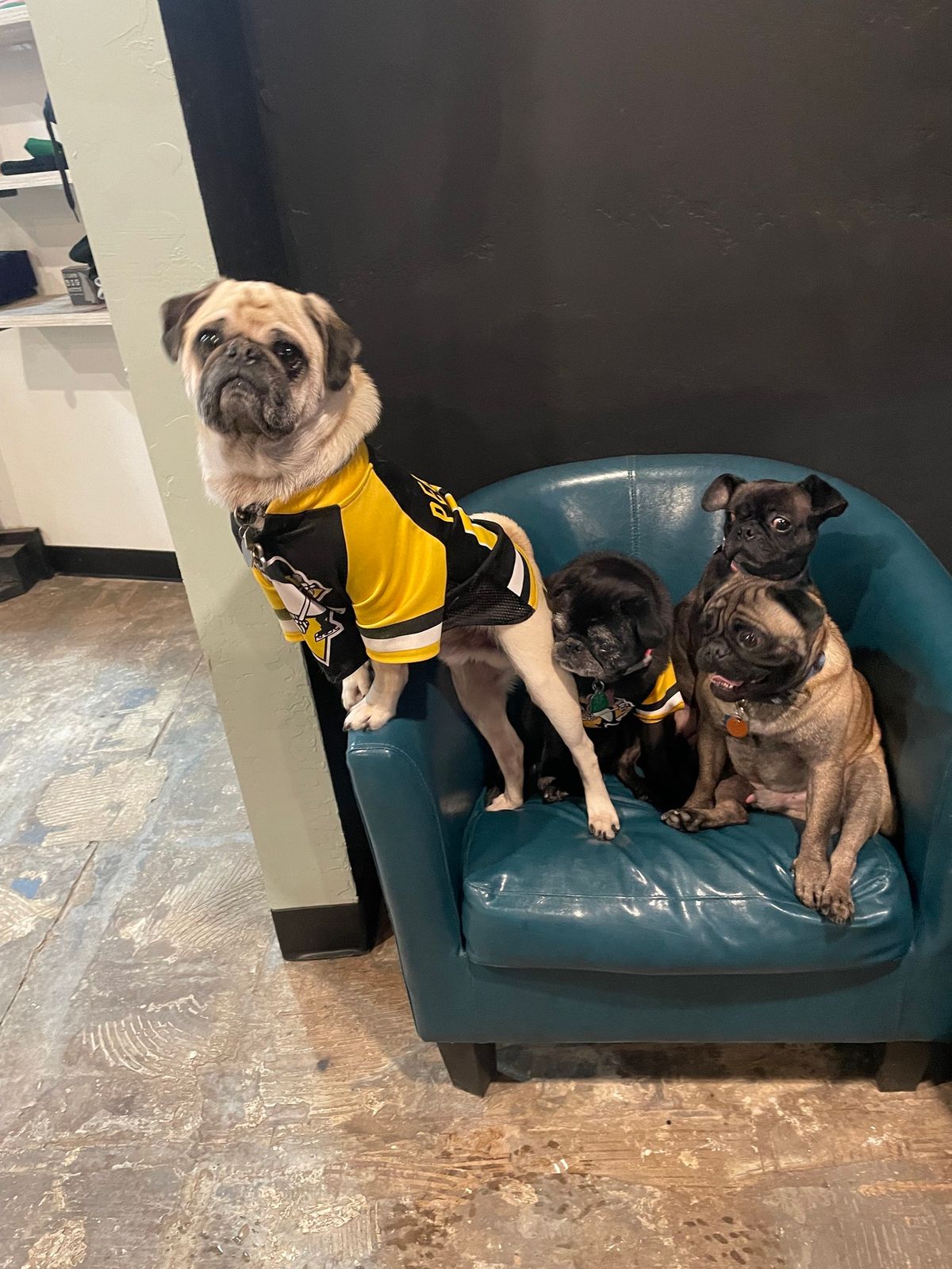 Pug Meet Up 