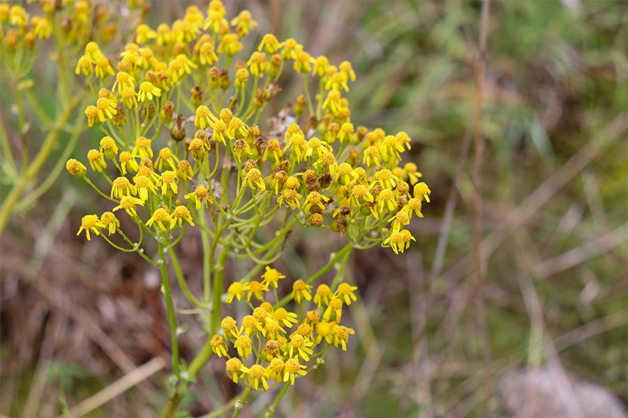 Spring Wildflowers of the Granite Outcrops of Georgia