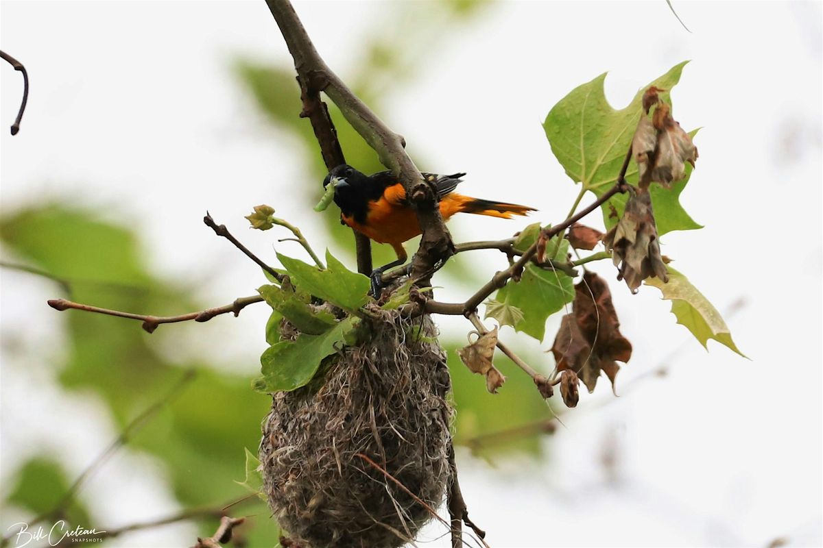 Be a Better Birder: Bird Nesting