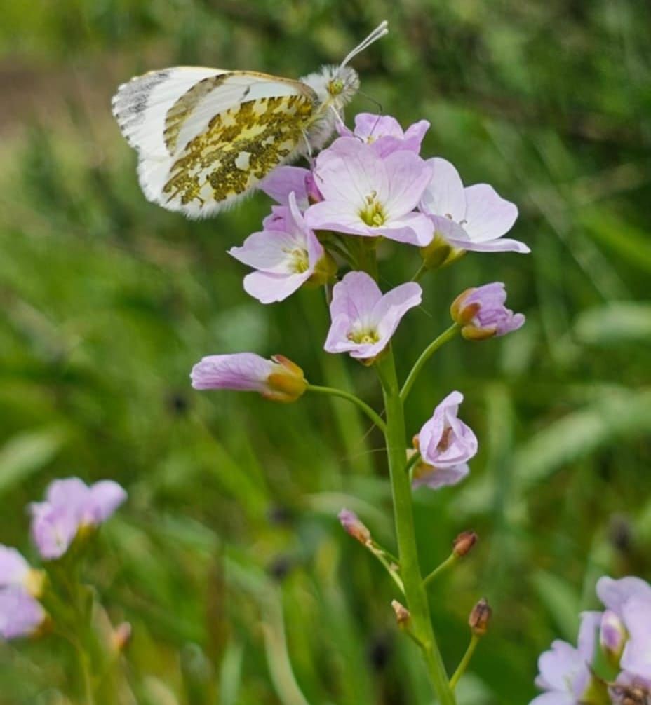 Growing Wild Communities - People, plants, places and pollinators part 3