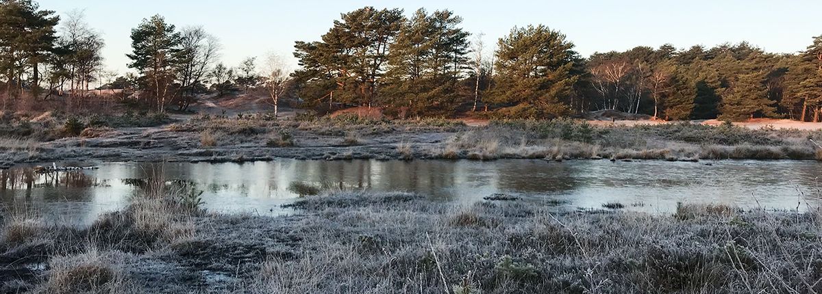 Identification of Wetland Plants in Winter (In-person training course)