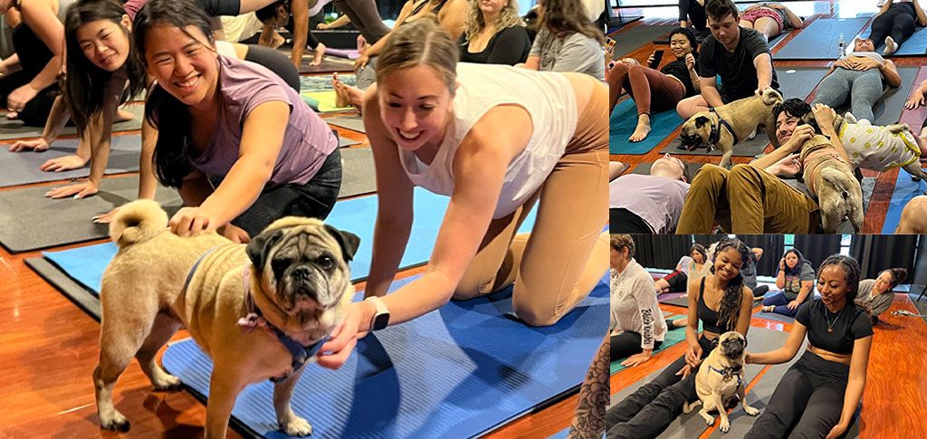 Pug Yoga 