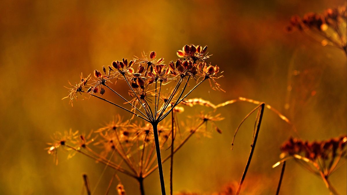 Native Seed Collecting at Gabis Arboretum