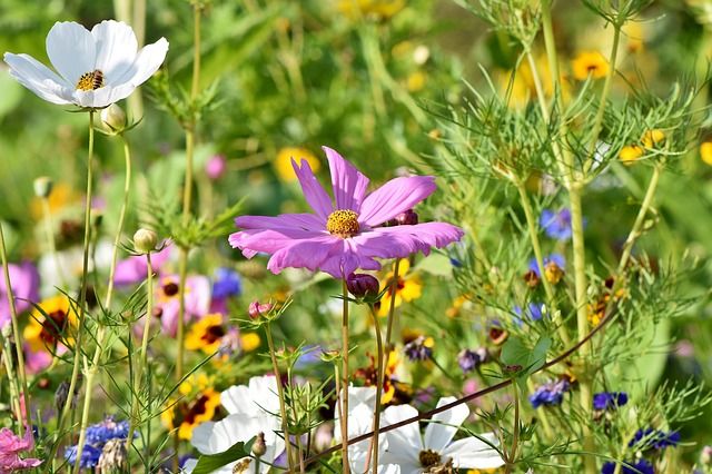 Cueillettes de plantes sauvages et d\u00e9gustation