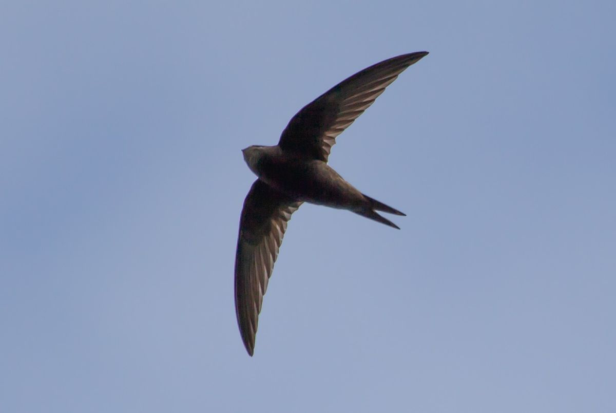 Spectacular Swifts