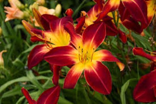 Free State Daylily Society at the Carroll County Farmer's Market