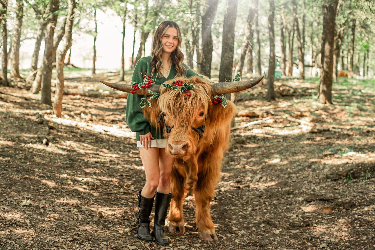 Highland Cow Christmas Photoshoot