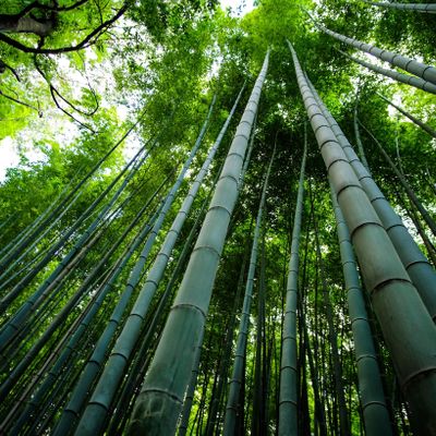 Bamboo-Growth