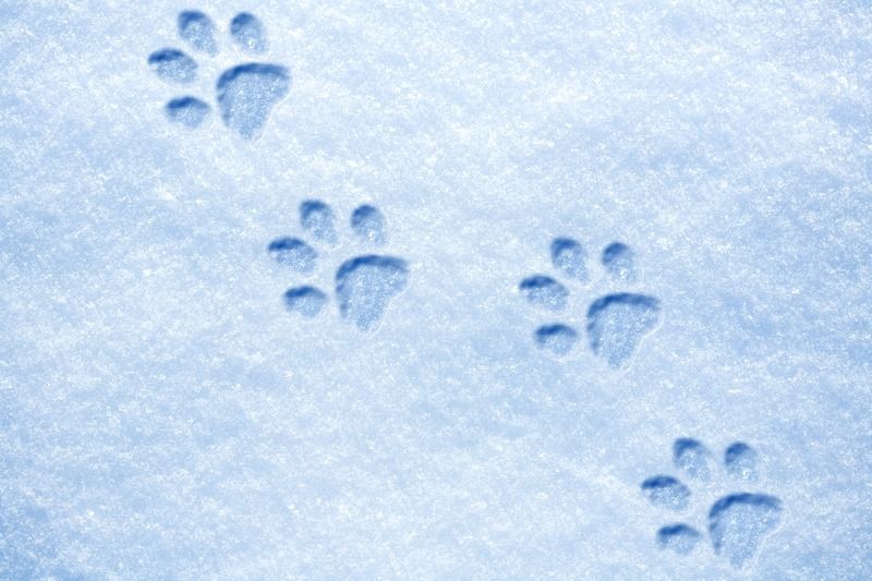 Animal Tracks 