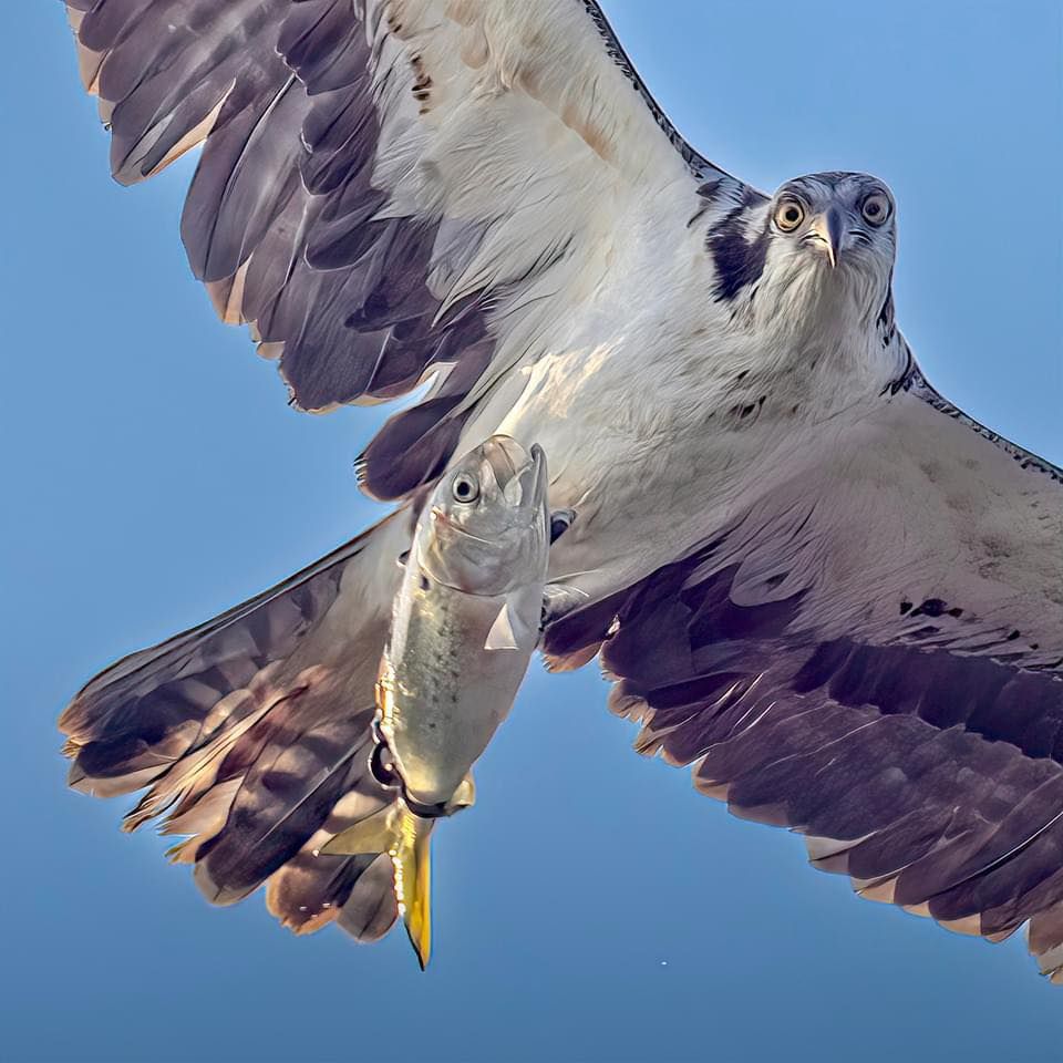 The Maryland Osprey and Nature Festival