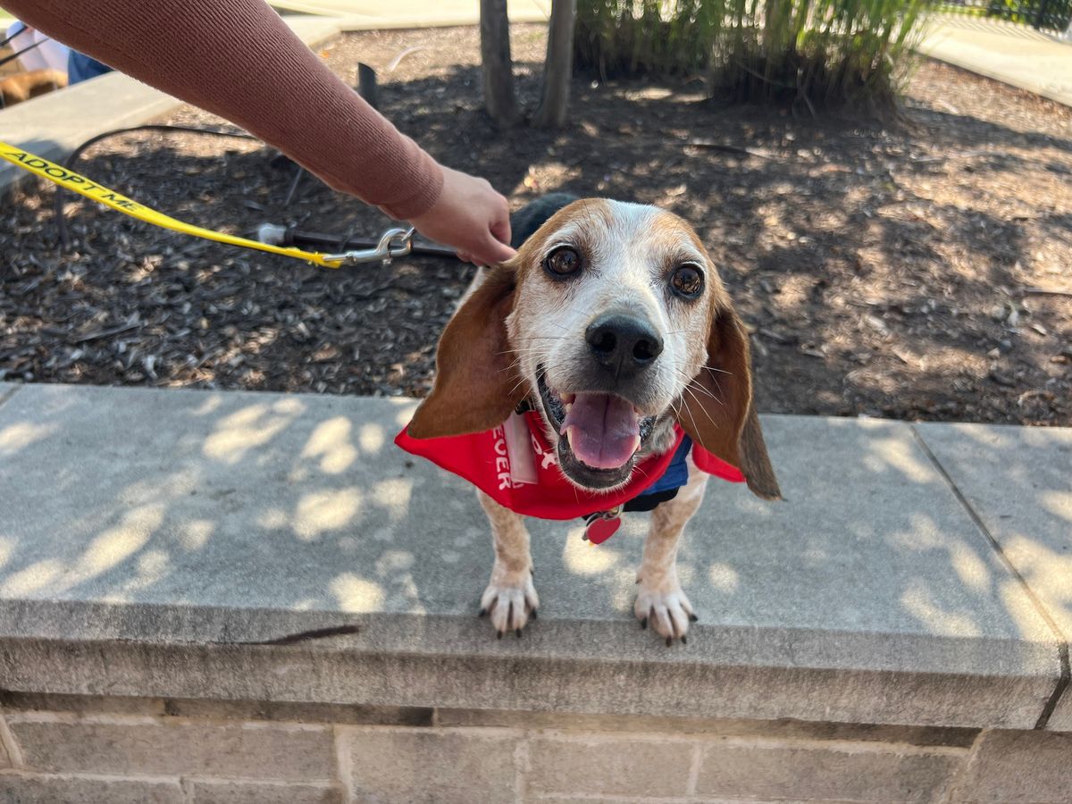 Triangle Beagle Rescue October Adopt a thon at Rosecomb Beer Garden CARY