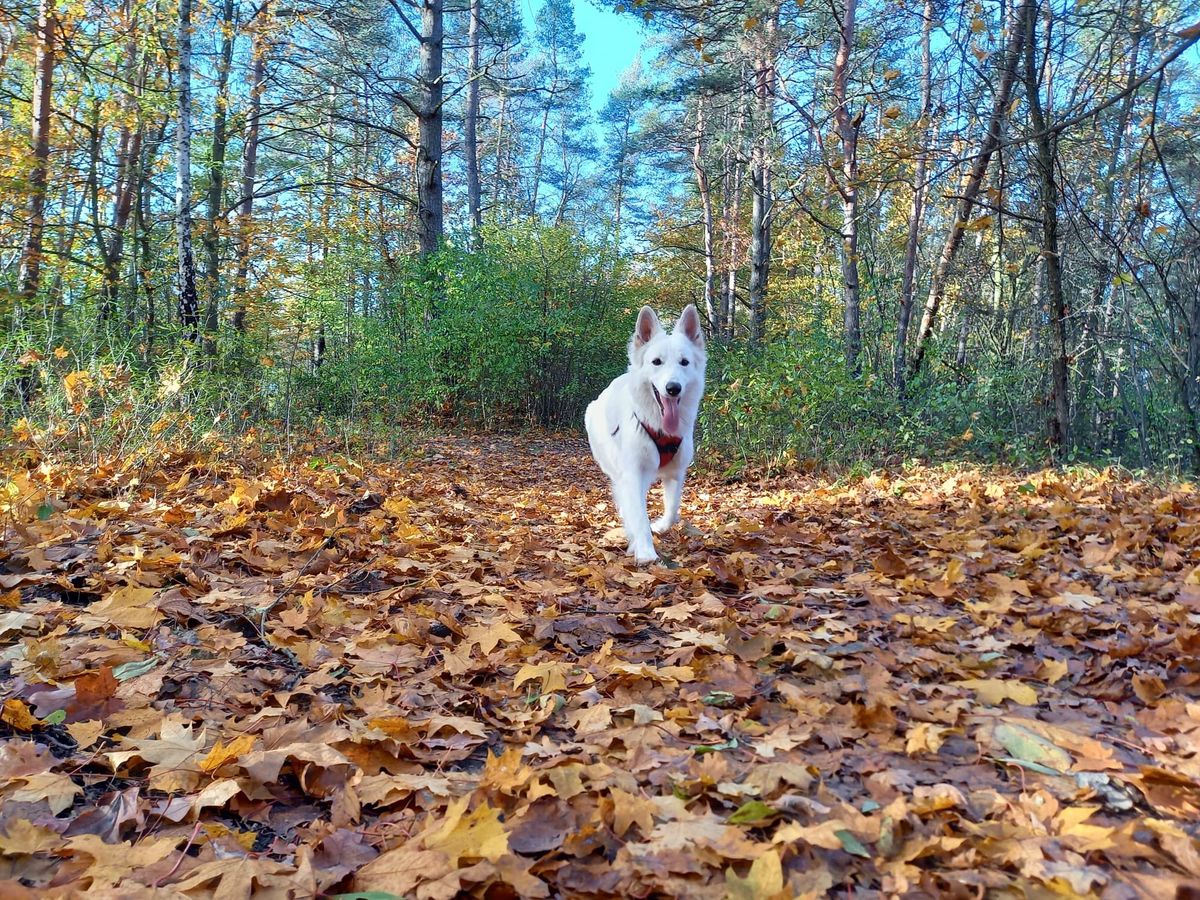 Noworoczny Spacer Socjalizacyjny\/Terapeutyczny dla ps\u00f3w